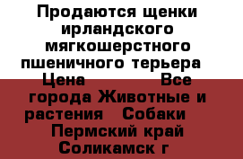 Продаются щенки ирландского мягкошерстного пшеничного терьера › Цена ­ 30 000 - Все города Животные и растения » Собаки   . Пермский край,Соликамск г.